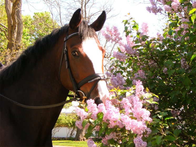 Royal Flush in the Lilacs