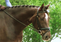 Flynn Head Shot