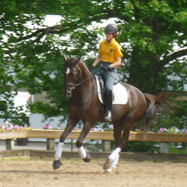 Flynn dressage