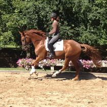 Request Canter