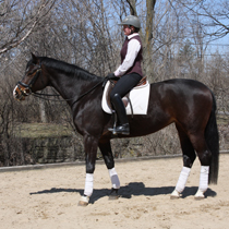 Flynn dressage